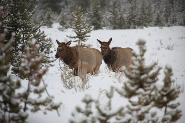 Young Elk In Yellowstone — Stock Photo, Image