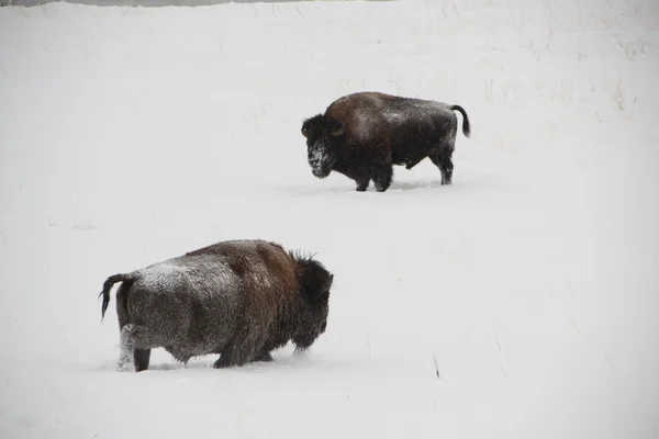 Зубры-буйволы гуляют у реки в Йеллоустоне — стоковое фото