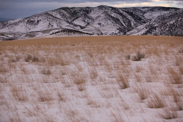 Prairie grasses and the Bridger Mountains, Park County, Montana, USA — стоковое фото