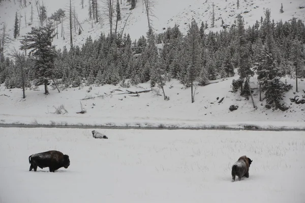 Bison-búfalo caminhando perto do rio em Yellowstone NP — Fotografia de Stock