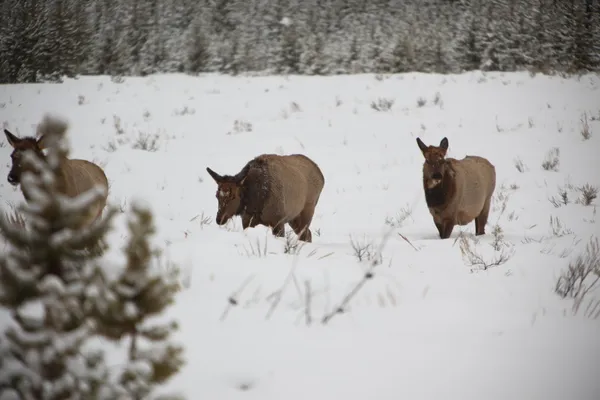 Young Elk In Yellowstone — Stock Photo, Image