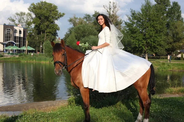 Gelinin ata, kahverengi at — Stok fotoğraf