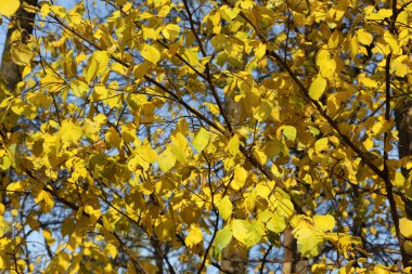 sonbaharda yapraklar altın renk