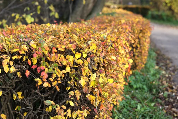 Autumn klonowe liście złote kolory — Zdjęcie stockowe