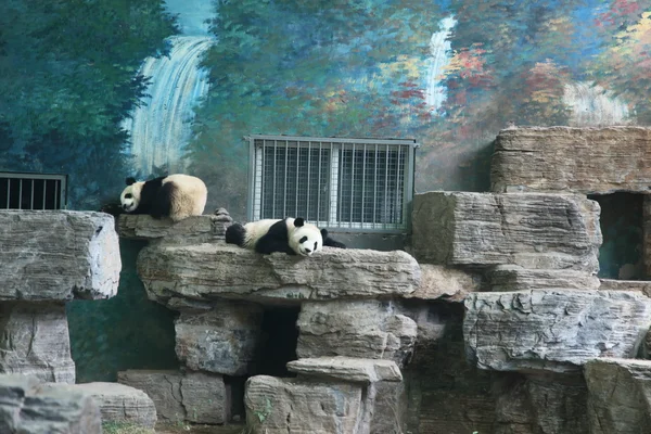 Panda Panda, beijing, — Foto de Stock