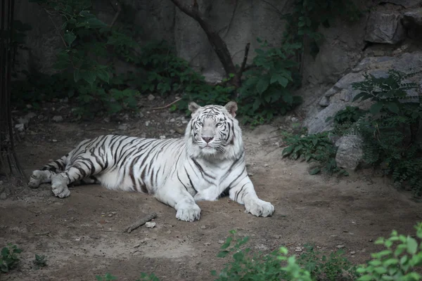 Tigre blanco, Pekín, China — Foto de Stock