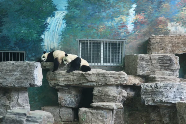 Panda Panda, beijing, — Foto de Stock