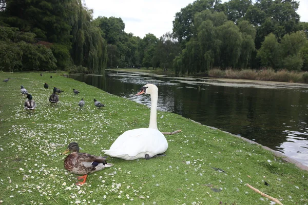 Łabędź i gęsi karmienia w hyde parku lake, Londyn — Zdjęcie stockowe