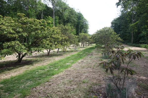 Garden near Castle Howard - Yorkshire County, England — Stock Photo, Image