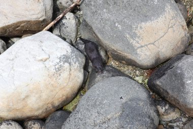 Norveç'te taşlı shore