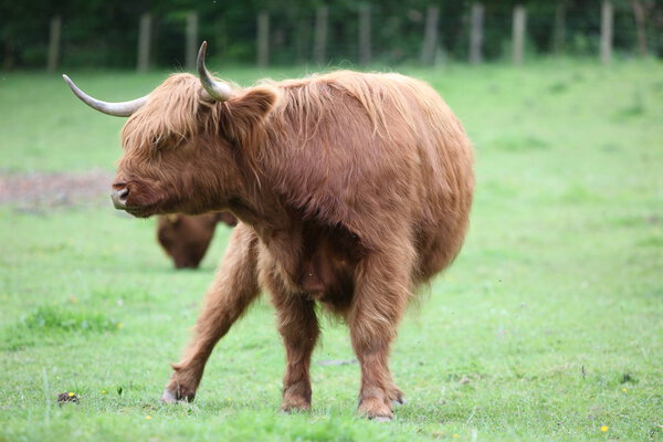 Scottish highland cattle in a green meadow