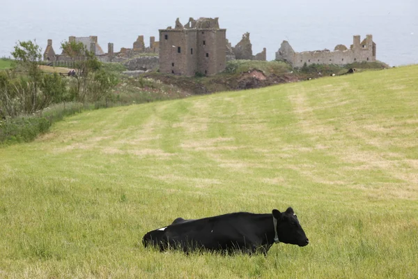 Vache près du château de Dunnottar, Écosse — Photo