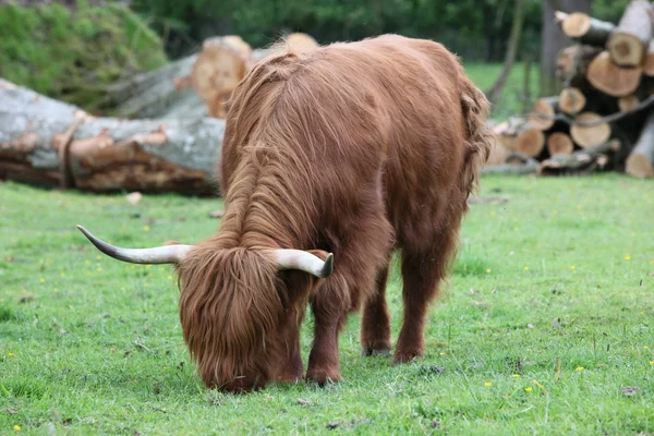 İskoç yayla sığır Yeşil bir çayırda — Stok fotoğraf