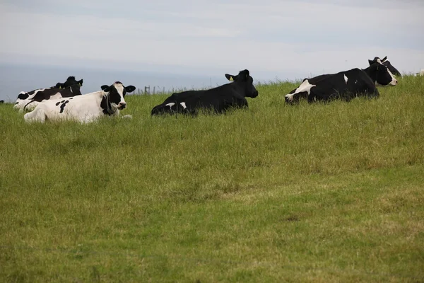 Стадо коров, Шотландия — стоковое фото