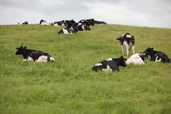 Стадо коров, Шотландия — стоковое фото