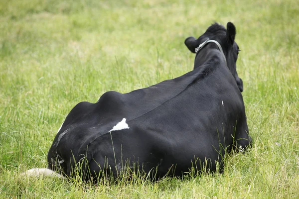 Manada de vacas, Escócia — Fotografia de Stock