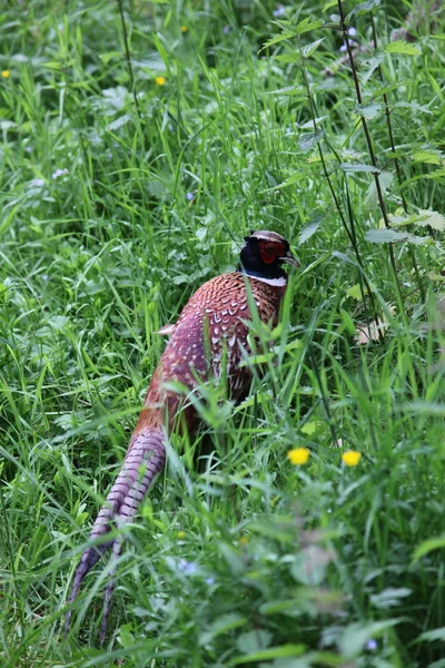 Fasan i grunderna för glamis castle, Skottland — Stockfoto