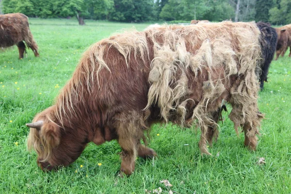 İskoç highlander — Stok fotoğraf