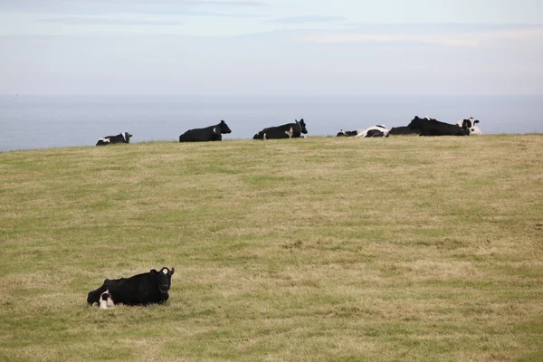 Troupeau de vaches, Écosse — Photo