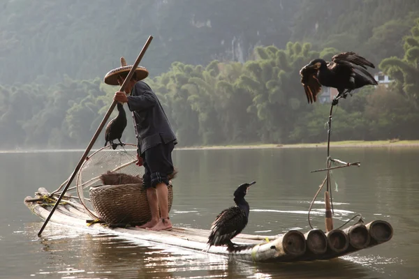 Uomo cinese pesca con uccelli cormorani, Yangshuo, Guangxi reg — Foto Stock
