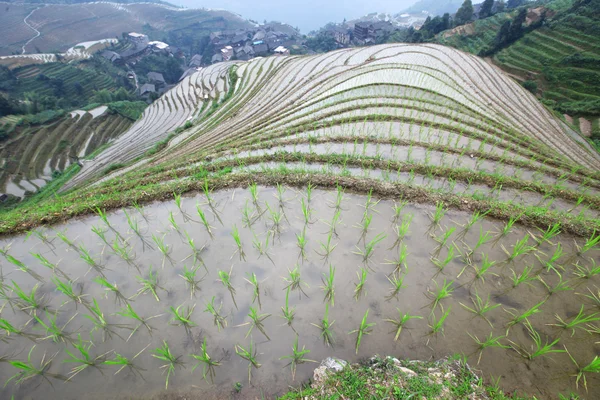 Longji rýžové terasy, provincii Kuang-si, Čína — Stock fotografie