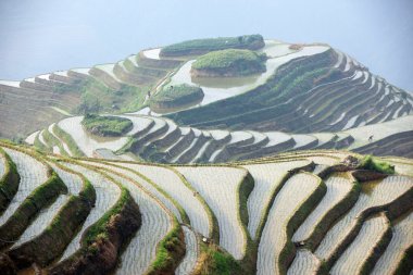 Longji pirinç terasları, guangxi Eyaleti, Çin