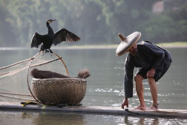 Çinli adamın karabatak kuş ile Balık tutma