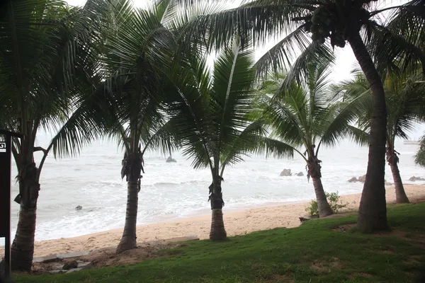 Palm på kusten — Stockfoto