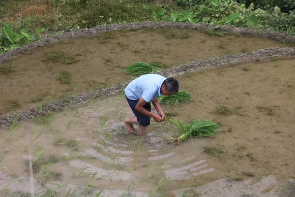 Miao venkovan s růst rostlin z rýžové terasy longji — Stock fotografie