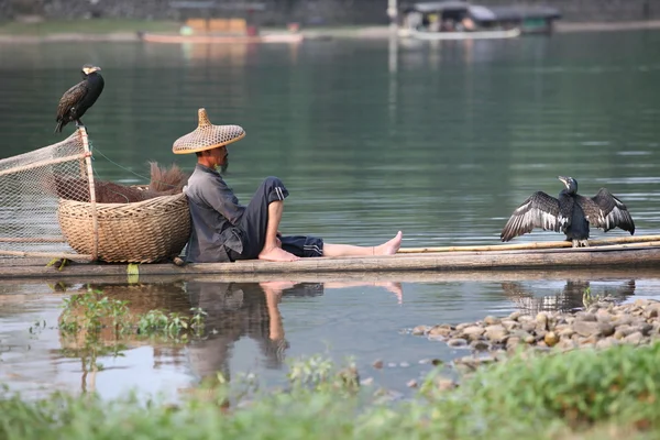 Kinesisk man fiske med skarv fåglar — Stockfoto
