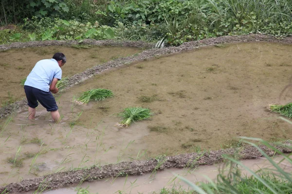 Campesino de Miao con planta de subida desde terrazas de arroz Longji — Foto de Stock