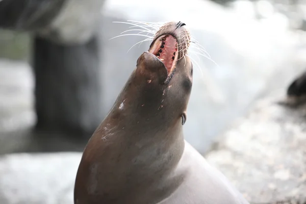 Sigillo sotto l'Oceanario di Bergen, Norvegia — Foto Stock