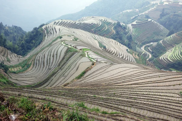 Detári rizs teraszok, Guangxi tartomány, Kína — Stock Fotó