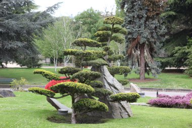 Japon bahçe dekorasyon Ağaç kesme