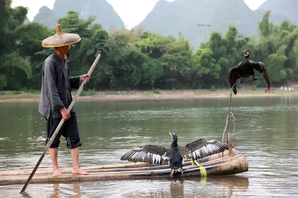 Yangshuo - 18 czerwca: Chiński chiński człowiek połowów z kormorany — Zdjęcie stockowe