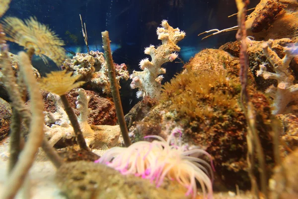 Corals in oceanarium — Stock Photo, Image