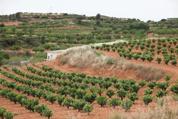 Obszary winnic w la rioja, Hiszpania — Zdjęcie stockowe