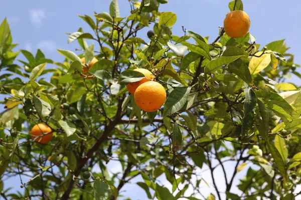 Valencia Naranja en el árbol — Foto de Stock