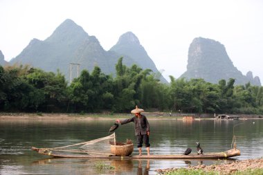 Yangshuo - 19 Haziran: Çinli adam karabatak kuşlar yangshuo, guangxi bölge, geleneksel balıkçılık kullanımı ile Balık tutma eğitimli karabatak balık, 19 Haziran 2012
