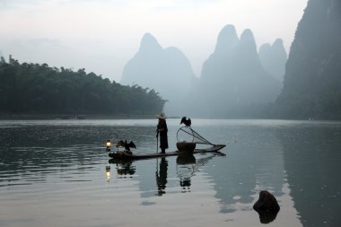 Yangshuo - 19 Haziran: Çinli adam karabatak kuşlar yangshuo, guangxi bölge, geleneksel balıkçılık kullanımı ile Balık tutma eğitimli karabatak balık, 19 Haziran 2012