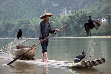Yangshuo - 19 Haziran: Çinli adam karabatak kuşlar yangshuo, guangxi bölge, geleneksel balıkçılık kullanımı ile Balık tutma eğitimli karabatak balık, 19 Haziran 2012
