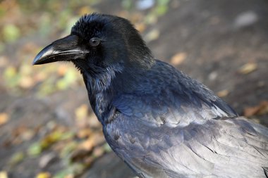 siyah kuzgun Park, yakın çekim
