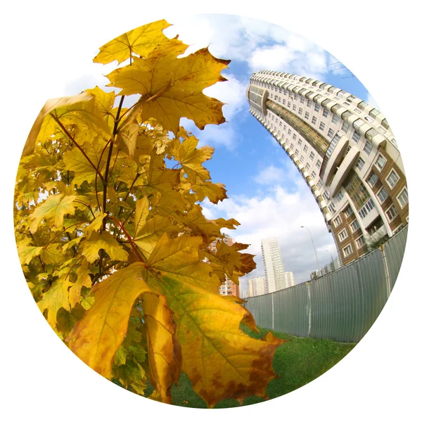 Maple leaves and building — Stock Photo, Image