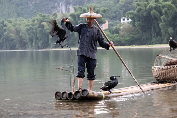 Yangshuo - 18 juni: Chinese mens vissen met vogels aalscholvers — Stockfoto