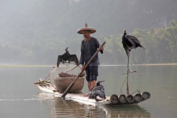 Yangshuo - 18 juni: Kinesisk man fiske med skarv fåglar — Stockfoto