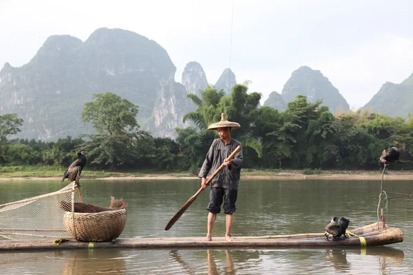 YANGSHUO - 18 DE JUNHO: Homem chinês que pesca com corvos-marinhos aves em — Fotografia de Stock