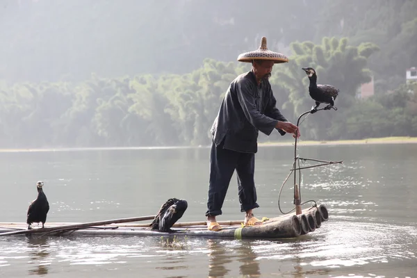 Homem chinês pesca com corvos-marinhos pássaros — Fotografia de Stock