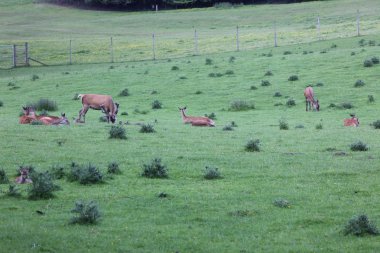 Geyikler alanında blair castle, İskoçya, Birleşik Krallık
