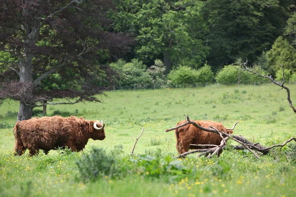 Vacca delle Highland scozzesi — Foto Stock