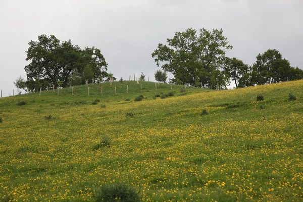 Зеленое поле рядом с замком Блэр — стоковое фото